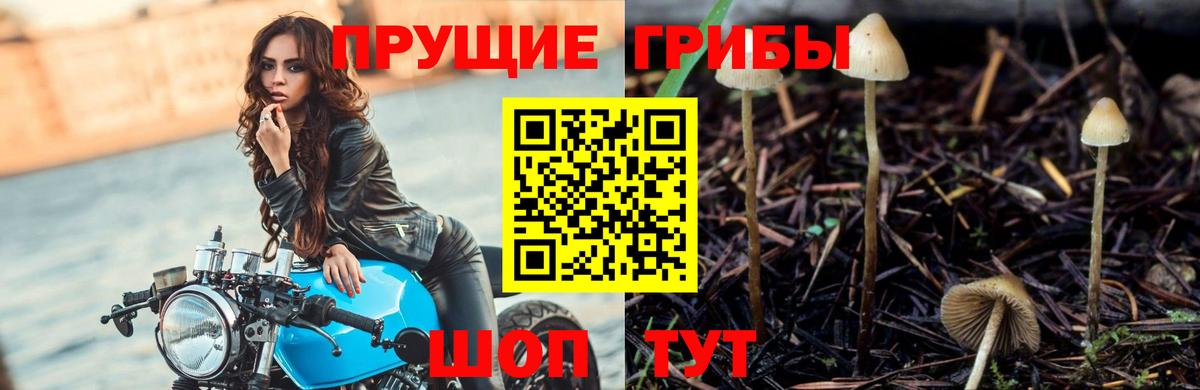 Галлюциногенные грибы Psilocybe Наро-Фоминск